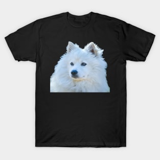 American Eskimo Dog picture T-Shirt